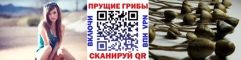 как найти закладки  Зеленогорск  Псилоцибиновые грибы Magic Shrooms 